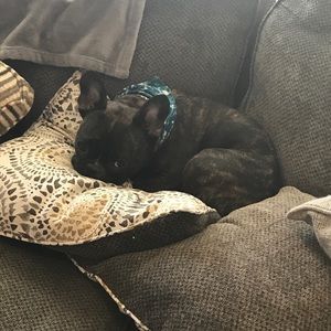 Meet your Posher, Brandi